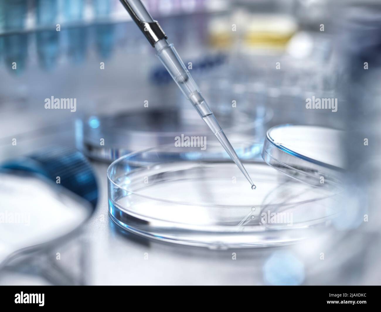 Biomedizinische Forschung, Pipettieren der Probe in eine Petrischale im Labor Stockfoto