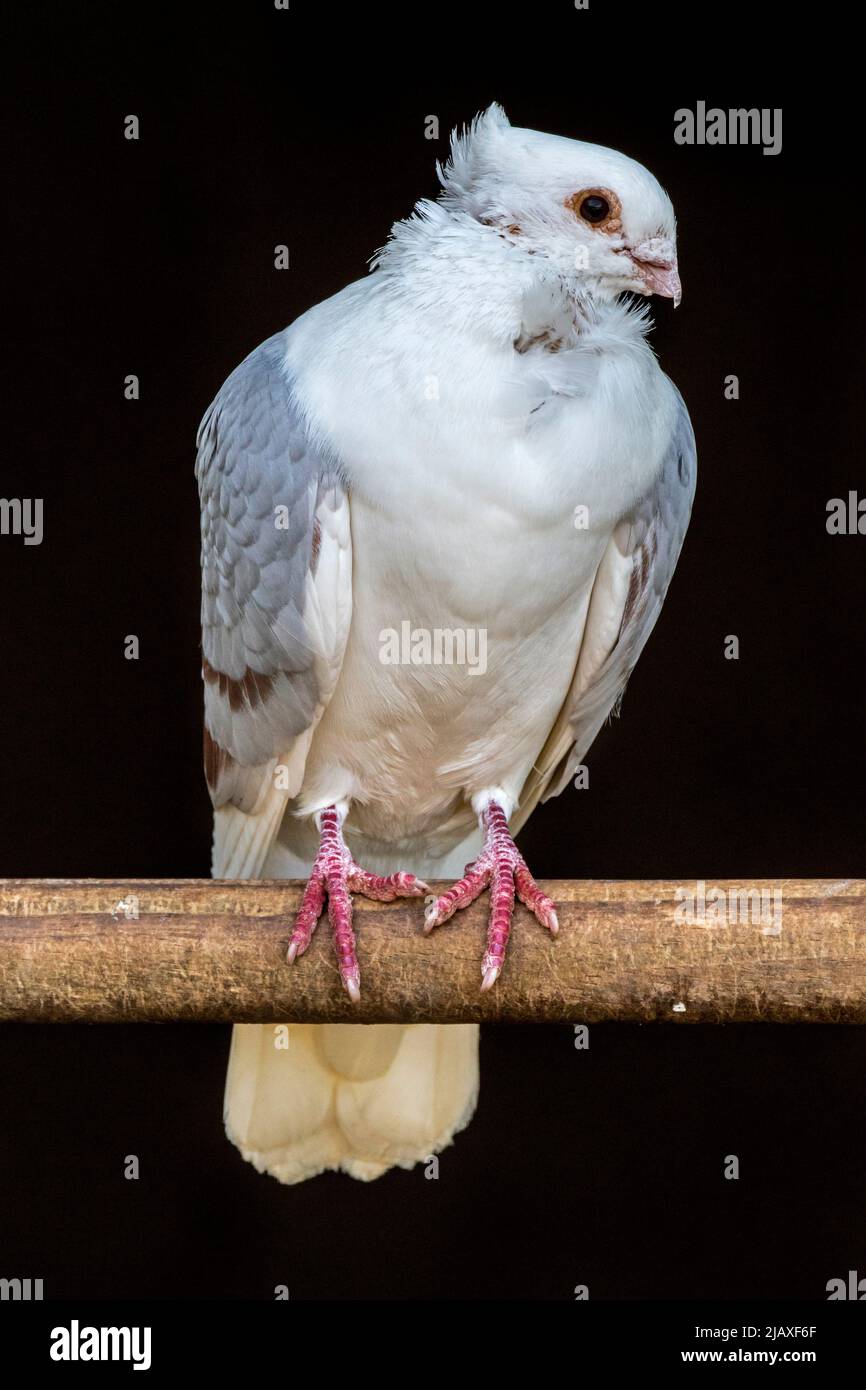 Vlaanderse Smierel / Flander Smerle / Smerle des Flandres, Rasse von ausgefallenen Tauben, Schildmöwe mit farbigem Mantel aus Flandern in Belgien Stockfoto