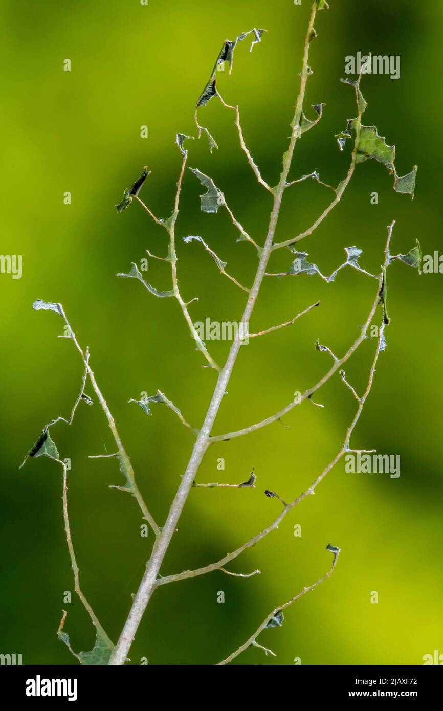 Geschädigtes Blatt der Heidelbeer-Sorte (Vaccinium corymbosum), das teilweise von Sägeblattlarven/Larven (Symphyta sp.) im Garten gefressen wird Stockfoto