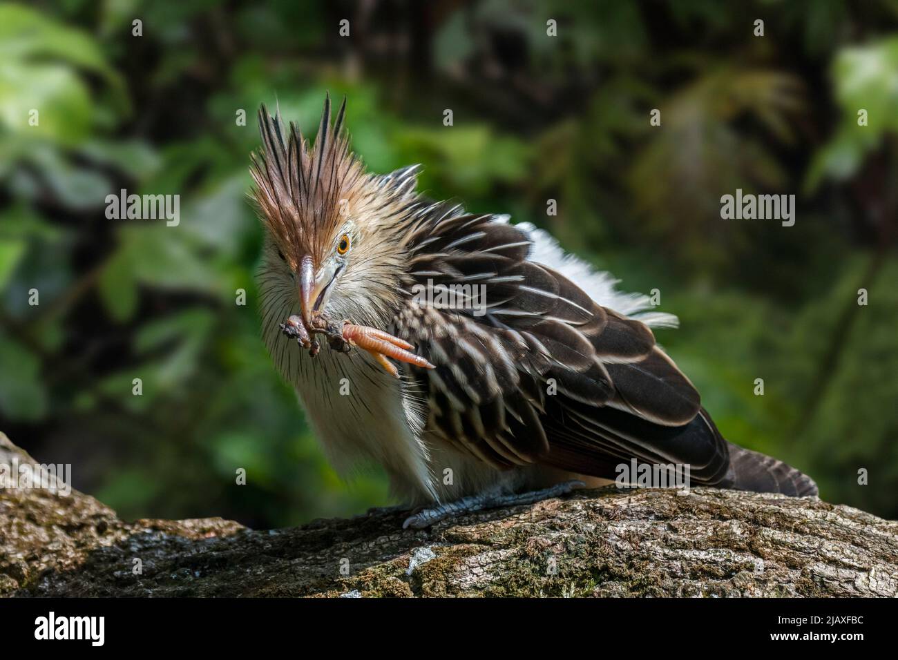 Guira Kuckuck (Guira guira) mit Fuß der Vogelbeute im Schnabel, aus Südamerika Stockfoto