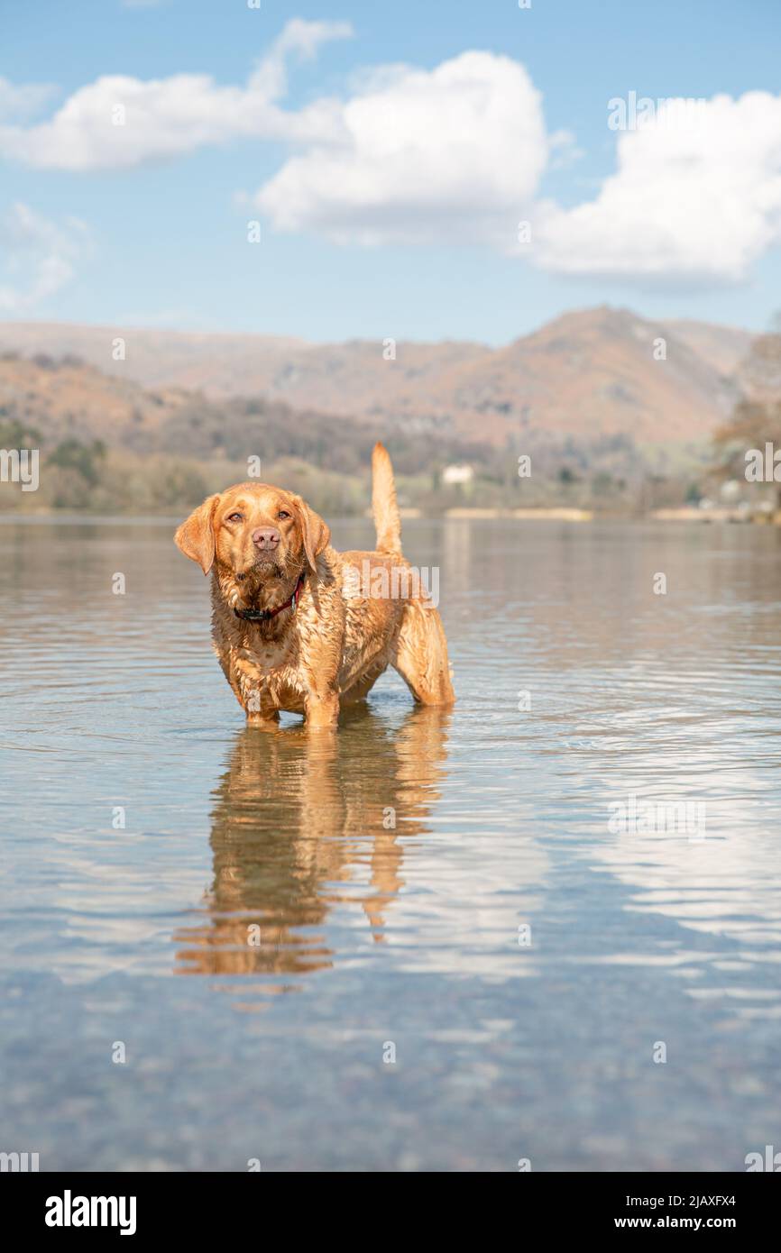 Ein Tierfuchs roter Labrador Retriever Hund, der in einem ruhigen See im Urlaub im Lake District National Park mit Kopierplatz steht Stockfoto