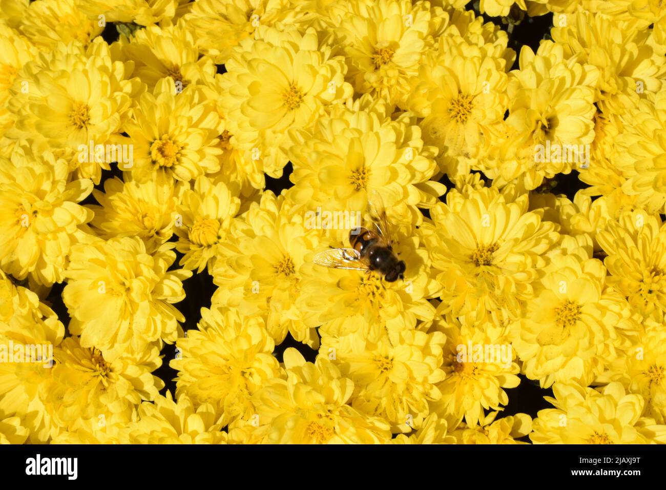 Ungewickelte Blüten von gelben Chrysanthemen. Gelbe Chrysanthemen im Park im Herbst Stockfoto
