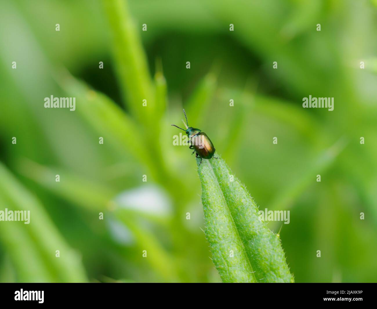 Gastrophysa viridula, Käfer im grünen Dock, Cornwall, Großbritannien Stockfoto