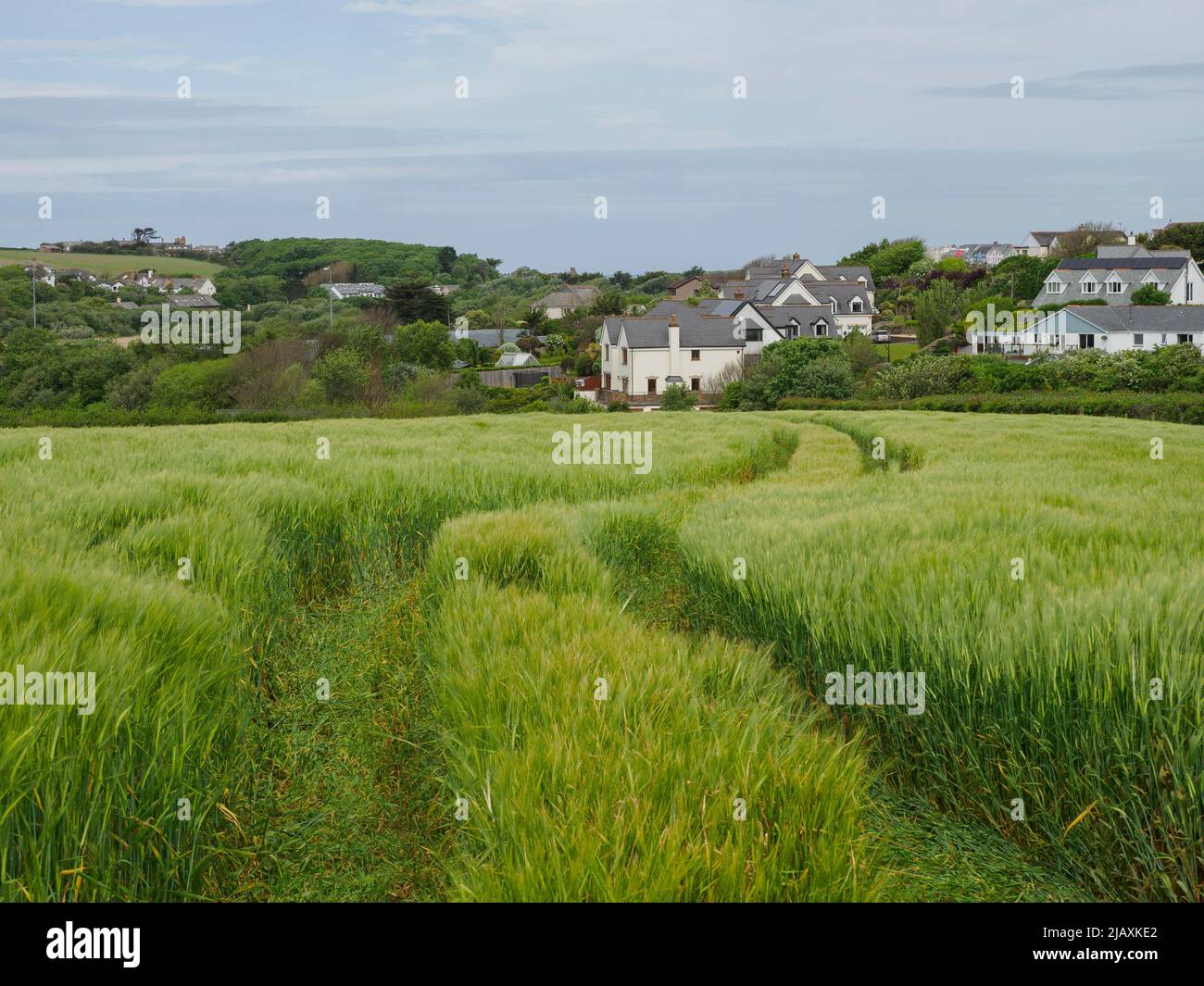 Weizenfeld neben Häusern, Bude, Cornwall, Großbritannien Stockfoto