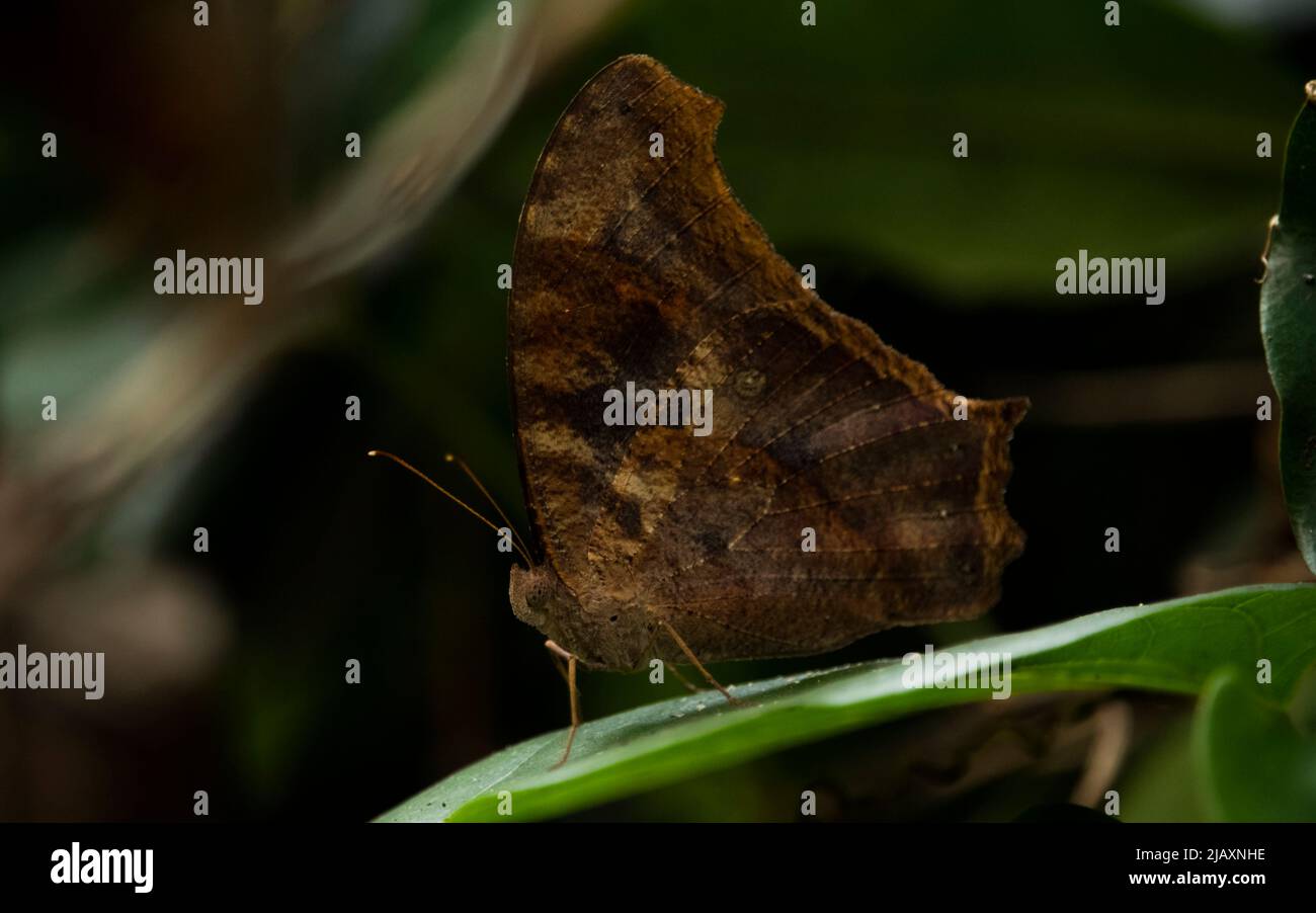 Fragezeichen-Schmetterling (Polygonia interrogationis) sitzen auf einer grünen Pflanze, mit schönem unscharfem Hintergrund Stockfoto