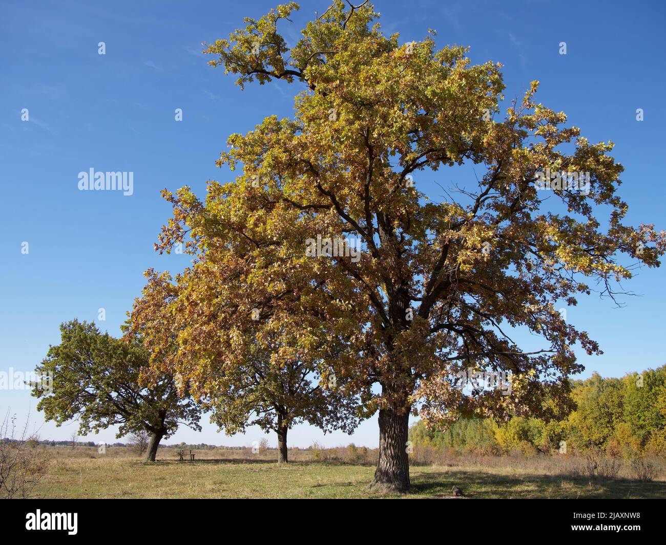 Schöne einsame Eiche mit bunten Herbstblättern auf einer Wiese an einem sonnigen Tag. Ein großer verzweigter Baum, Herbstlandschaft. Stockfoto