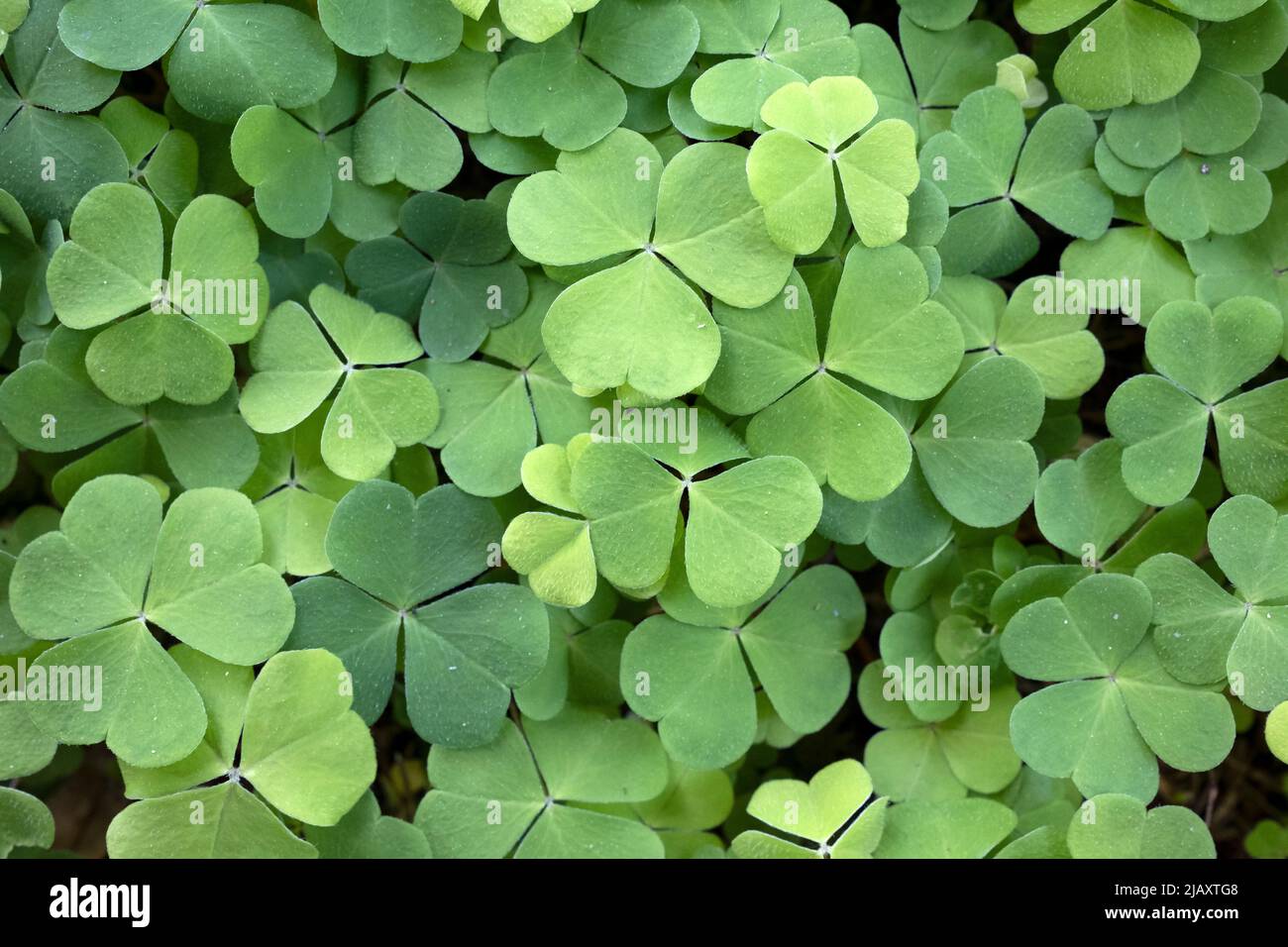 Oxalis acetosella, der Holzsorrel oder der Gemeine Holzsorrel Blätter in der Nähe Stockfoto