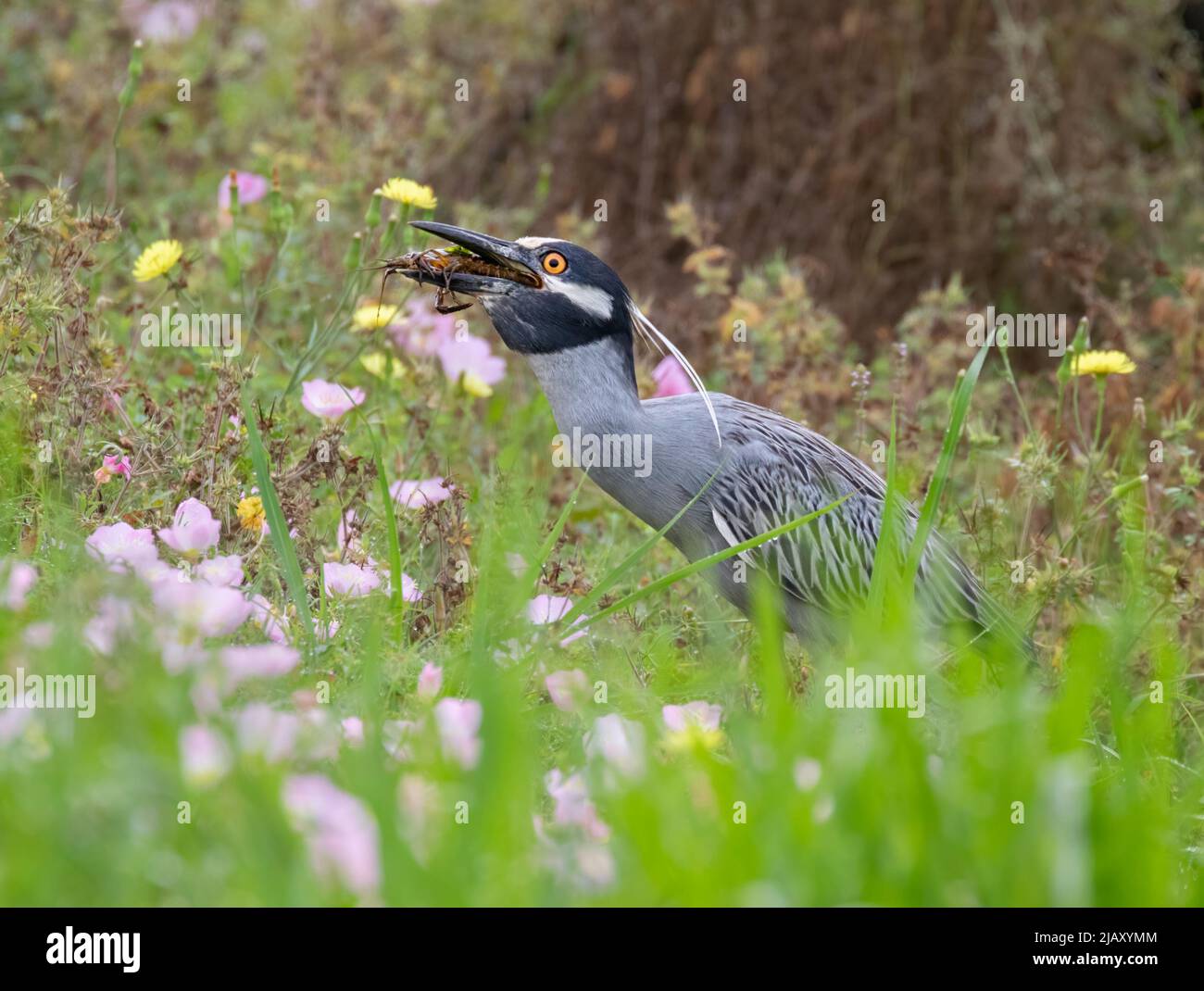 Der gelbgekrönte Nachtreiher (Nyctanassa violacea), der auf dem blühenden Wiesenhintergrund einen Krebse frisst Stockfoto