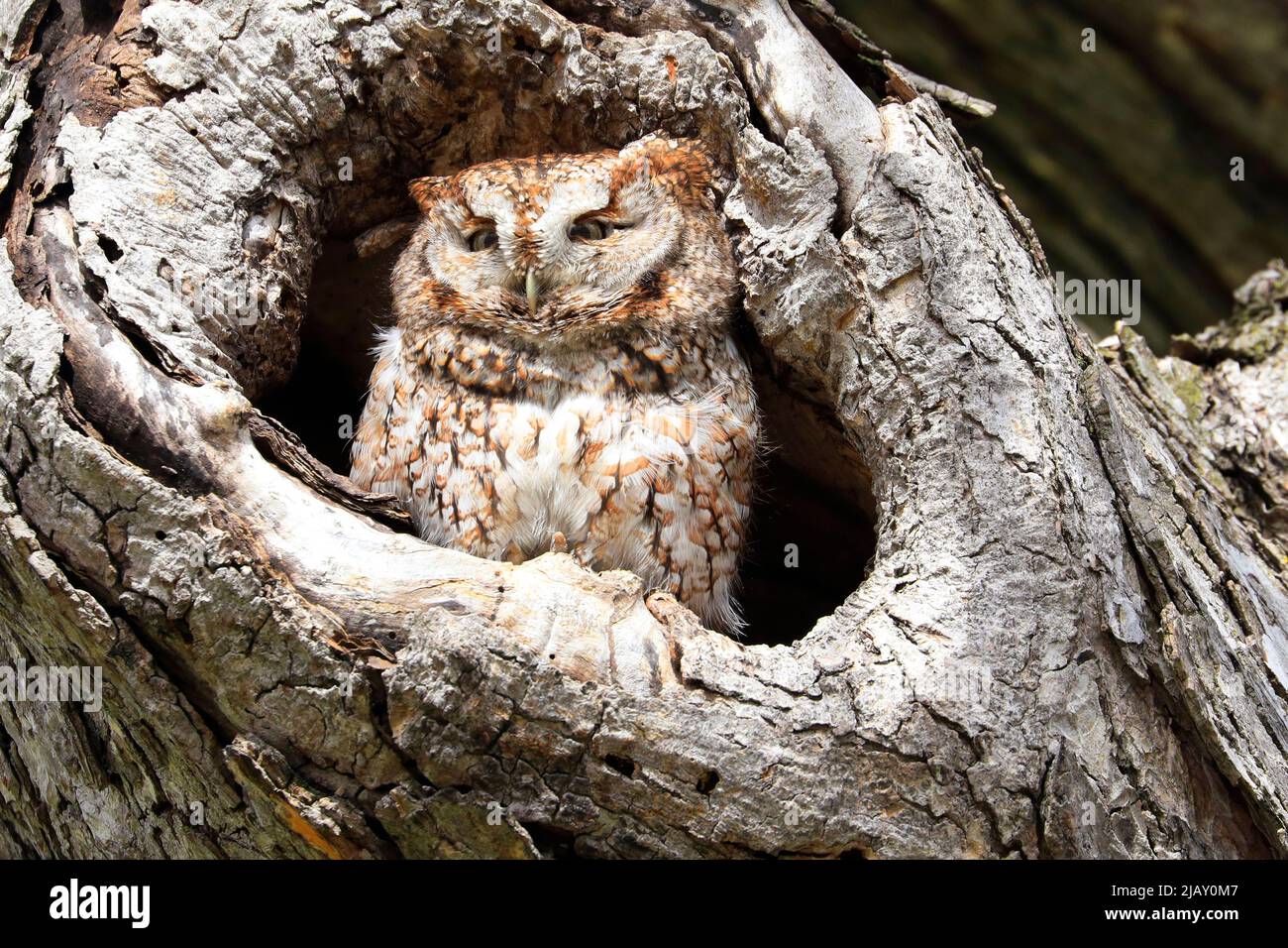 Eastern Screech-Owl sitzt in einer Baumgouge, Kanada Stockfoto