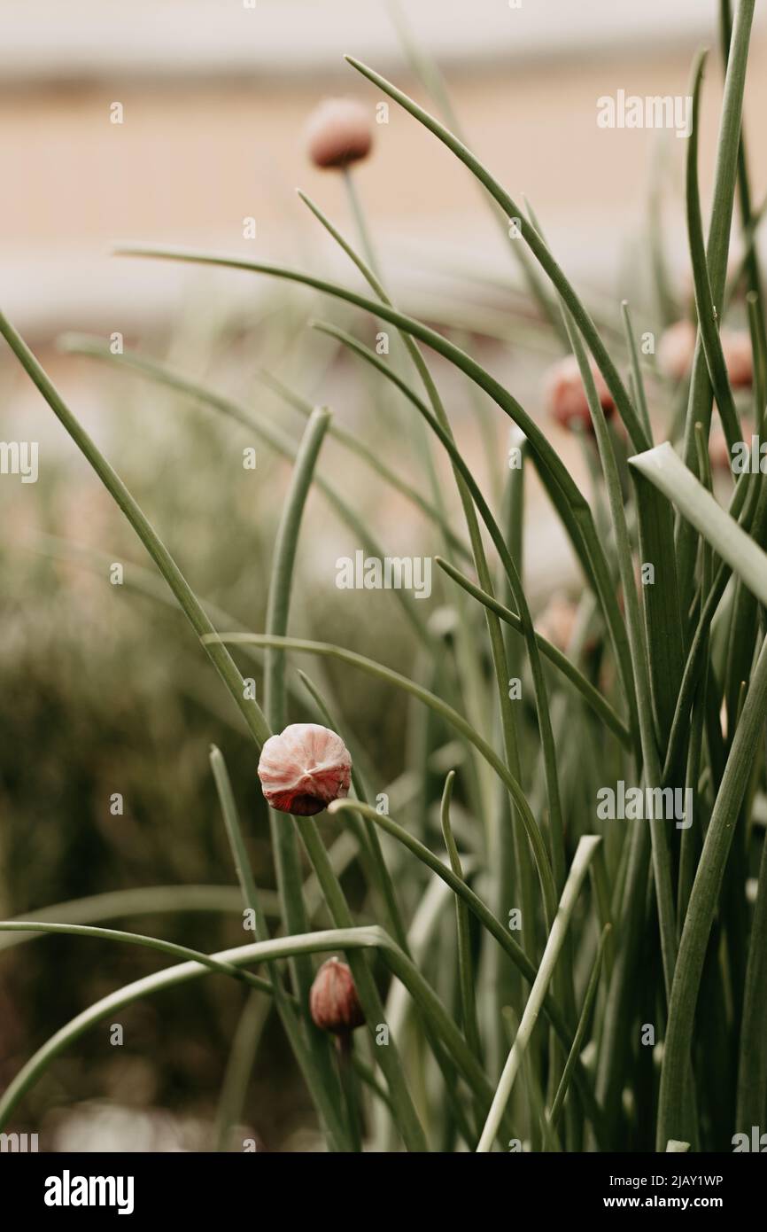 Frischer Schnittlauch wächst im Garten. Nahaufnahme einer essbaren Pflanze. Stockfoto