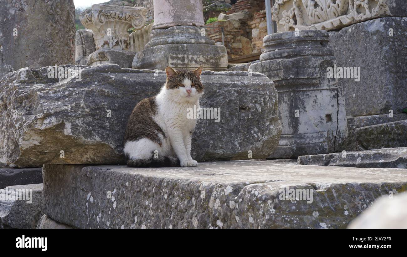 Ephesus Antike Stadt und Ephesus Katze Stockfoto