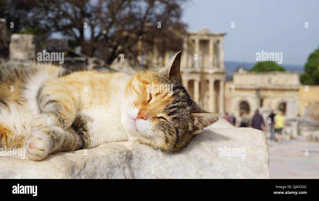 Ephesus Antike Stadt und Ephesus Katze Stockfoto