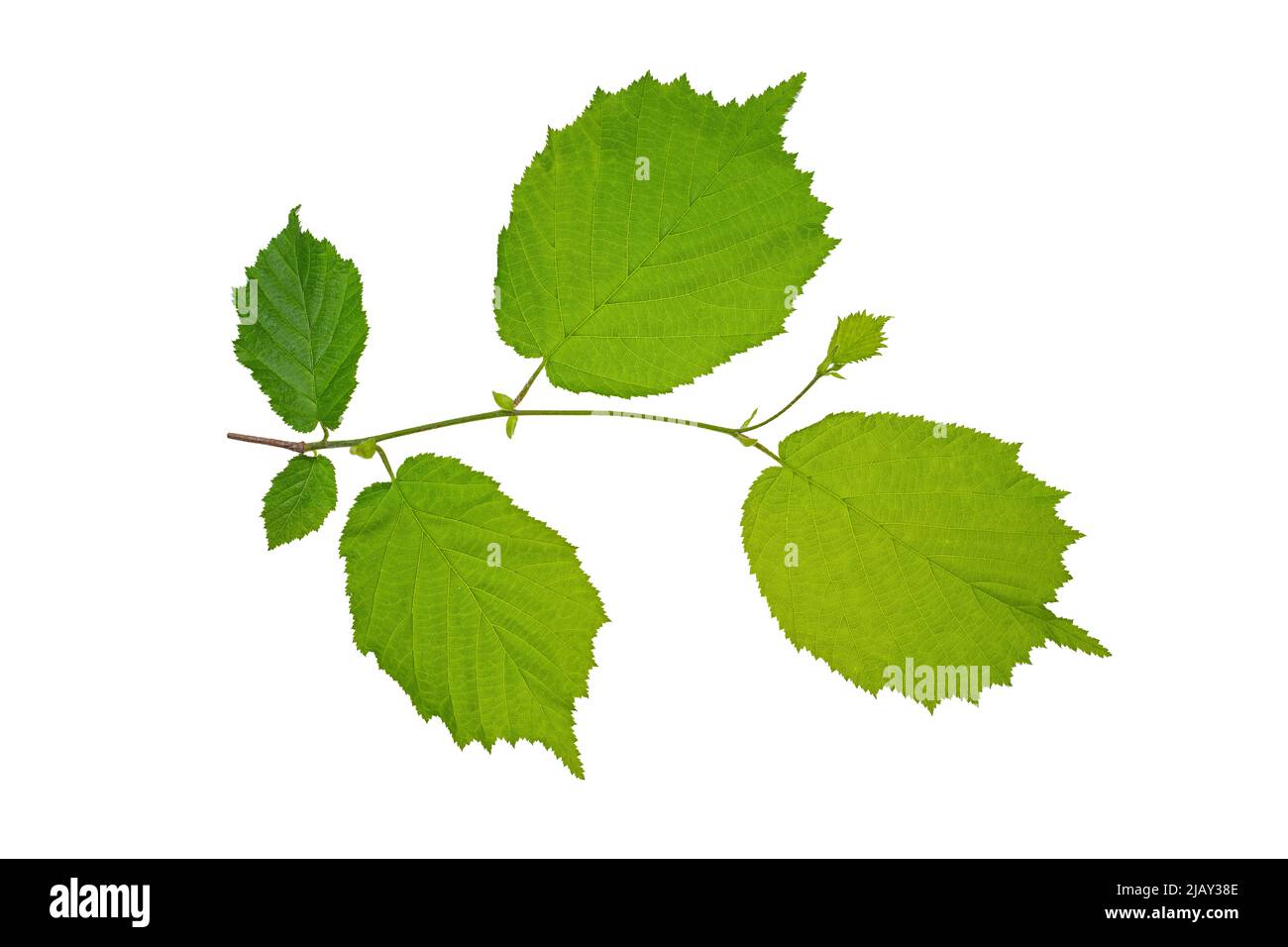 Hasel (Corylus avellana) mit eitrigen Frühlingsblättern. Isolieren, Beschneidungspfad, keine Schatten. Gemeinsame Hasel Zweig isolieren. Stockfoto