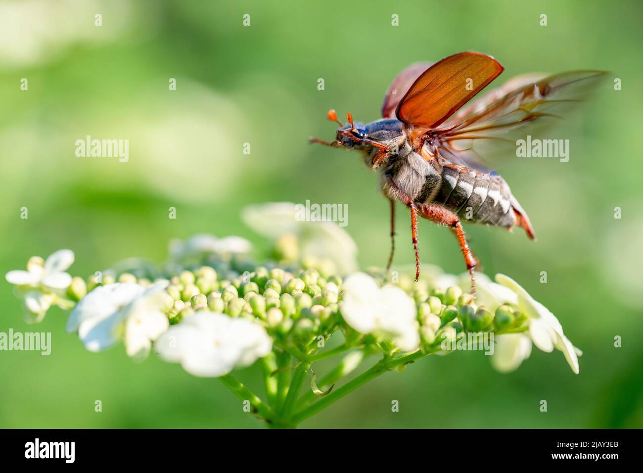 Kakadus (Melolontha melolontha) zum Zeitpunkt des Starts aus der Viburnum-Blüte. Maybeetle im dynamischen Moment des Starts, Makro. Stockfoto