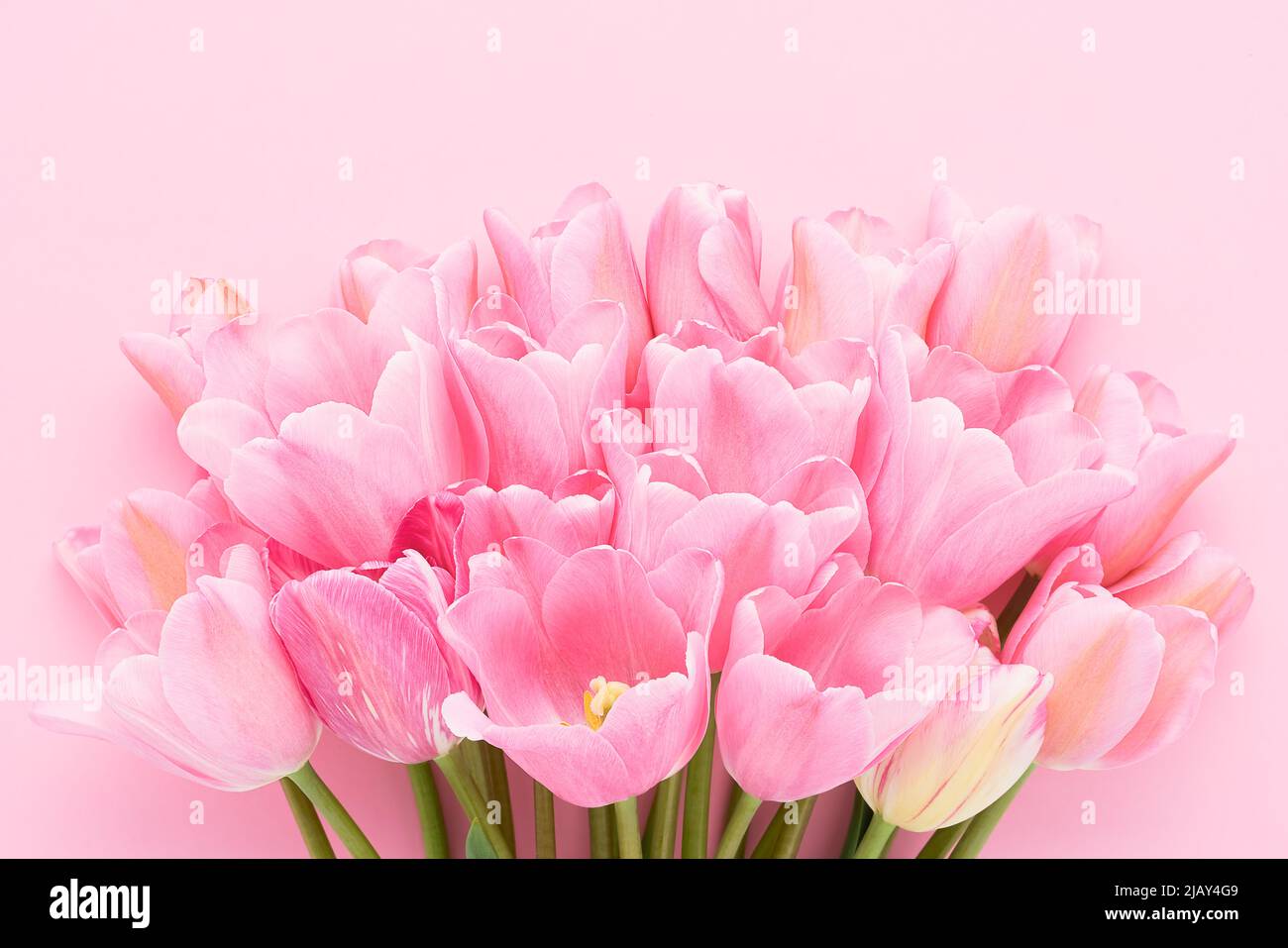 Schönes Bouquet von rosa Tulpenblüten auf einem rosa Hintergrund, selektiver Fokus. Muttertag, Valentinstag, Geburtstagskonzept. Draufsicht, Kopierbereich für Stockfoto