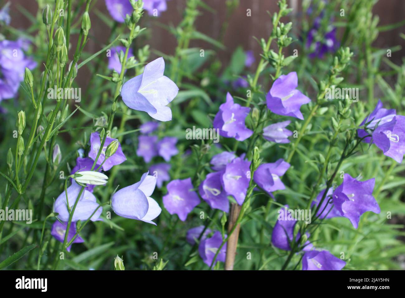 Campanula persicifolia, blauviolette Glockenblume Stockfoto