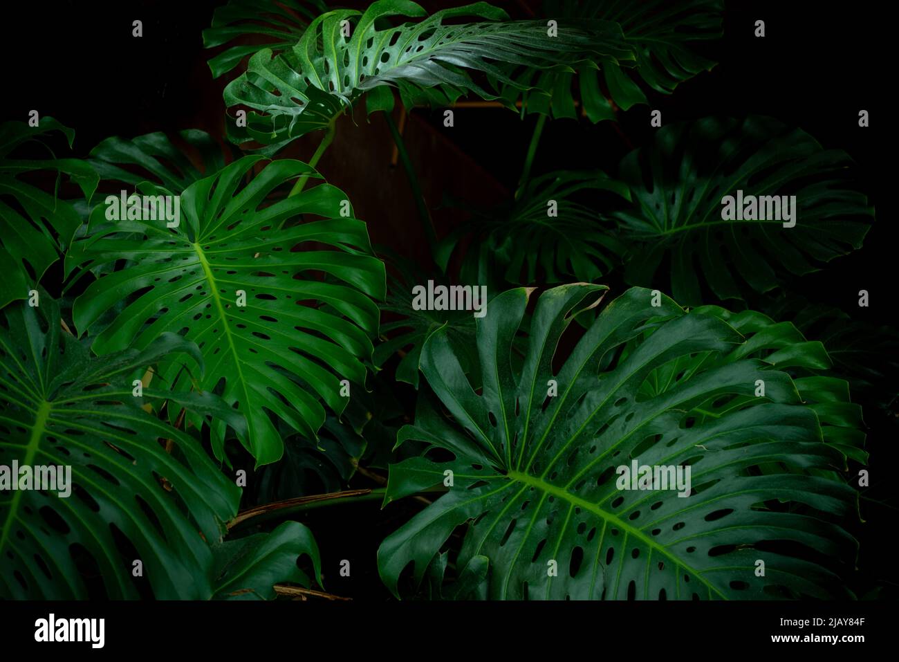 Riesige wunderschöne Blätter der Monstera Pflanze. Tropischer Regenwald im Hintergrund. Stockfoto