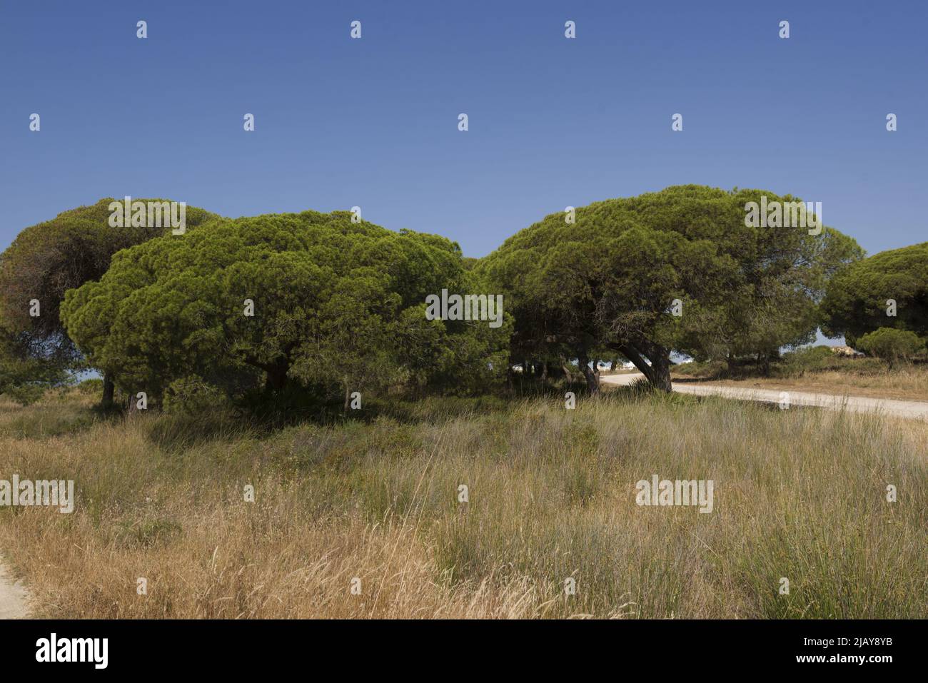 Bäume im Park Ria Formosa, in Olhao, Algarve, Portugal Stockfoto
