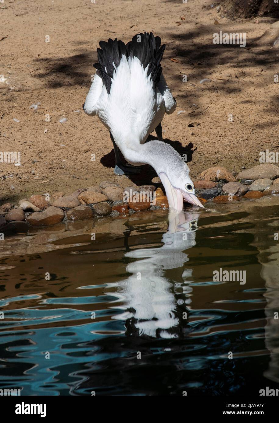 Ein australischer Pelikan (Pelecanus auffallillatus) trinkt Wasser in Sydney, NSW, Australien (Foto: Tara Chand Malhotra) Stockfoto