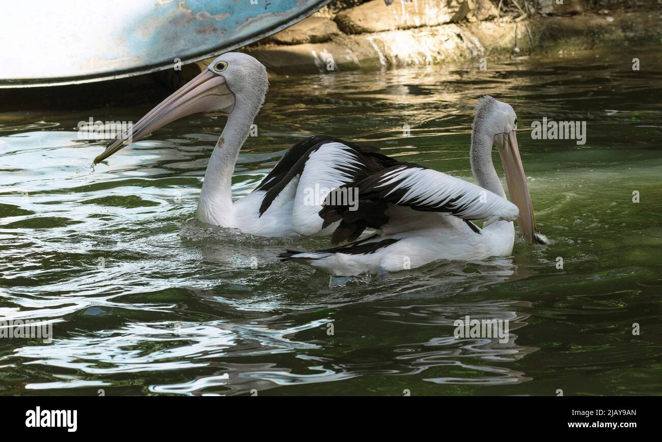 Zwei australische Pelikane (Pelecanus auffallillatus) in Sydney, NSW, Australien (Foto: Tara Chand Malhotra) Stockfoto