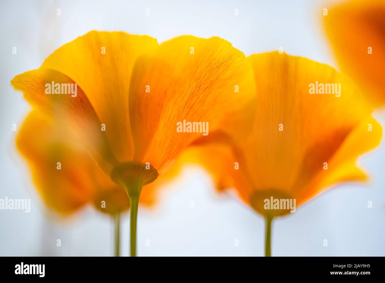 Orangefarbene kalifornische Mohnblumen im Frühling, Blume auf weißem Hintergrund Stockfoto
