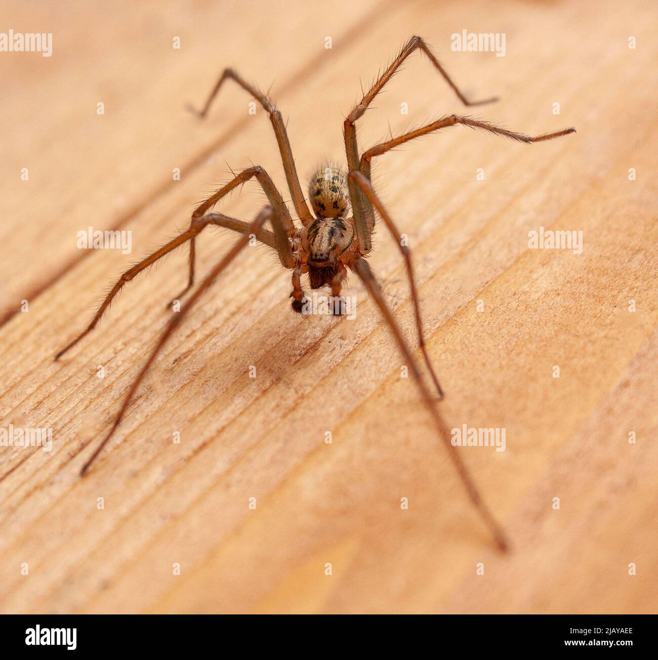 Giant House Spider, Männlich Stockfoto