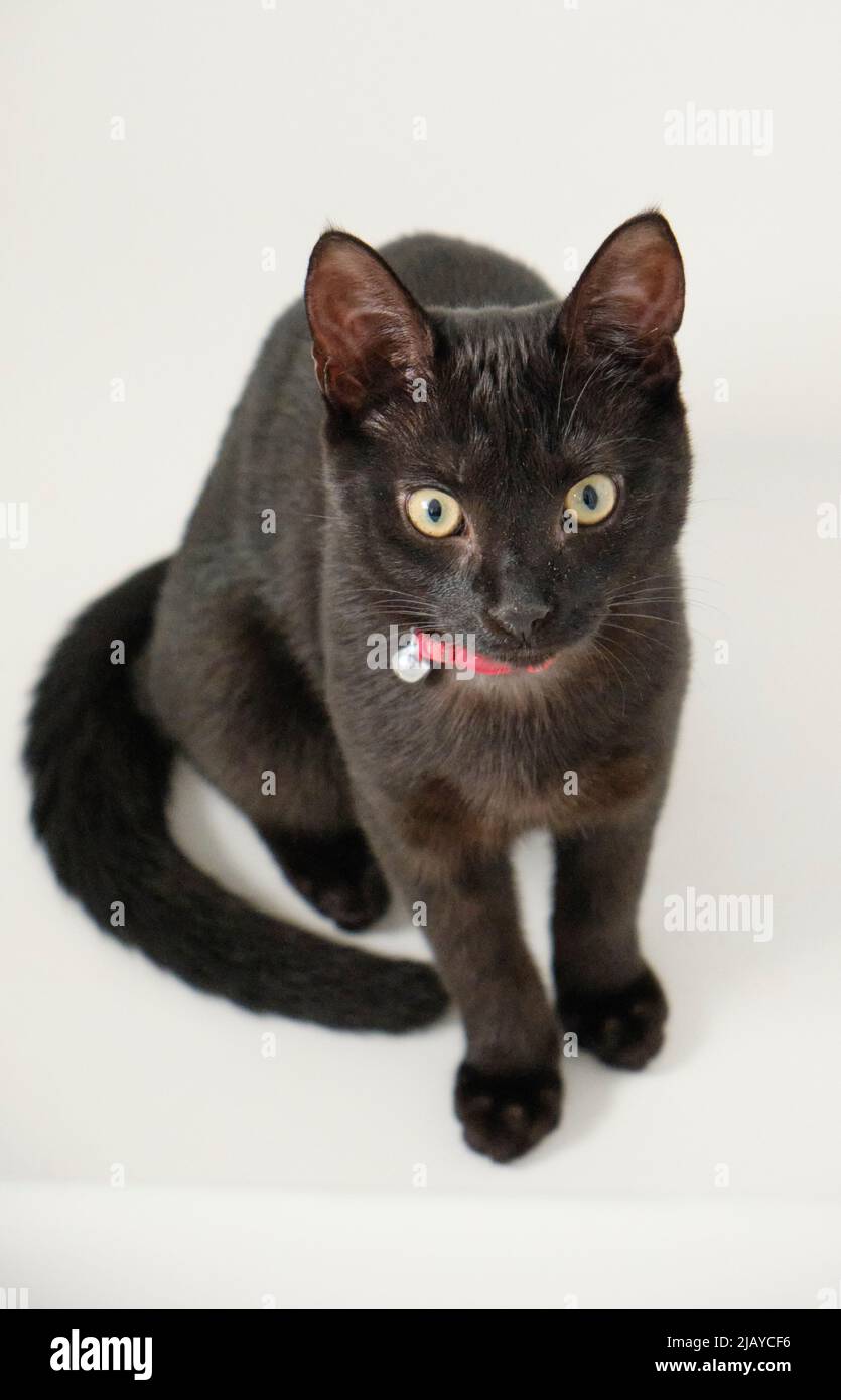 Schwarze Katze Stockfoto