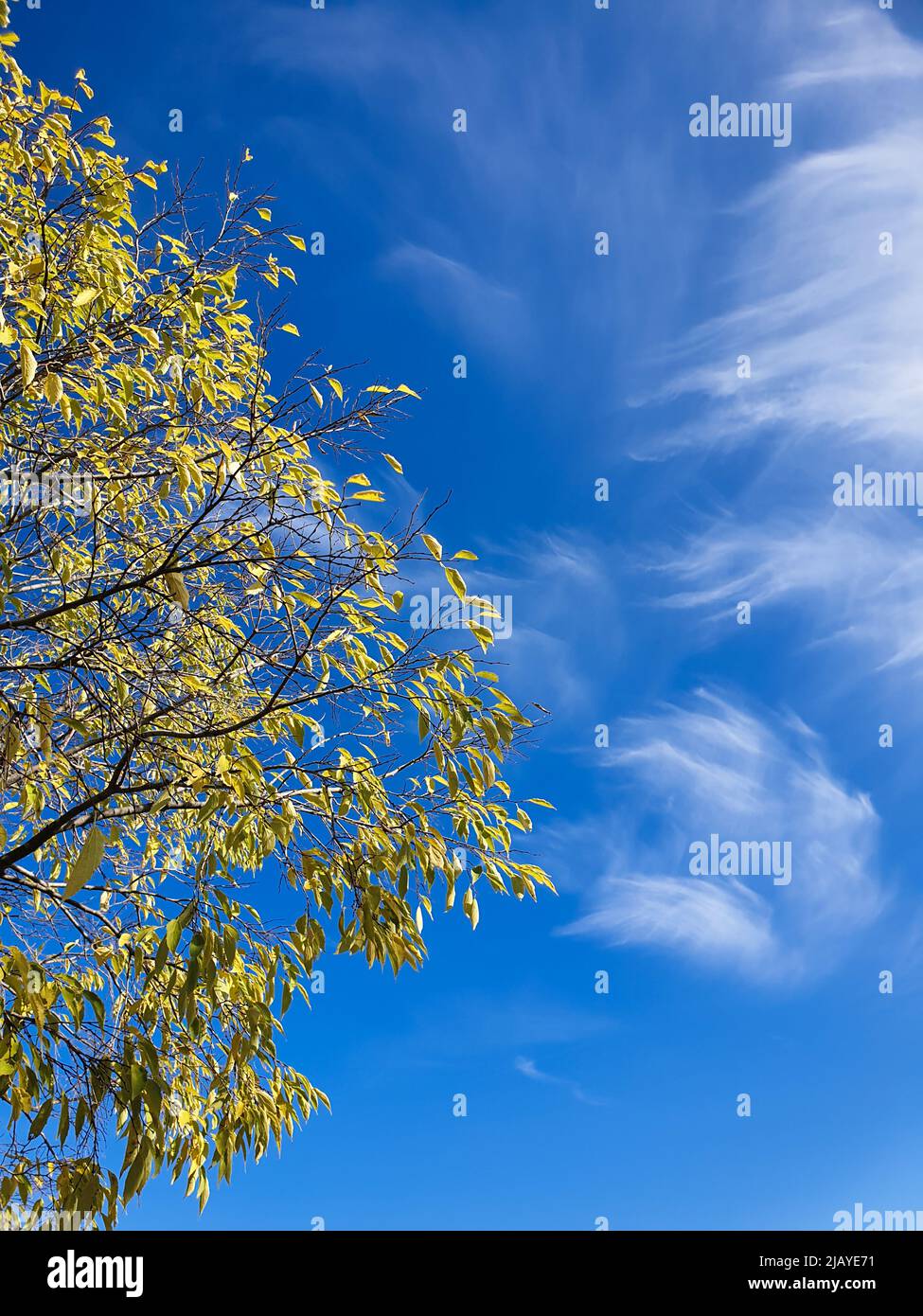 Gelber Baum Blätter gegen blaues skye, Herbst Stockfoto