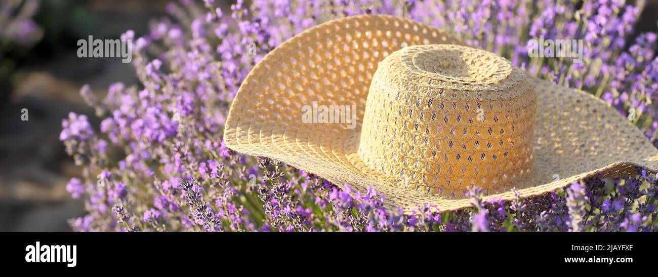 Strohhut im schönen Lavendelfeld am Sommertag Stockfoto