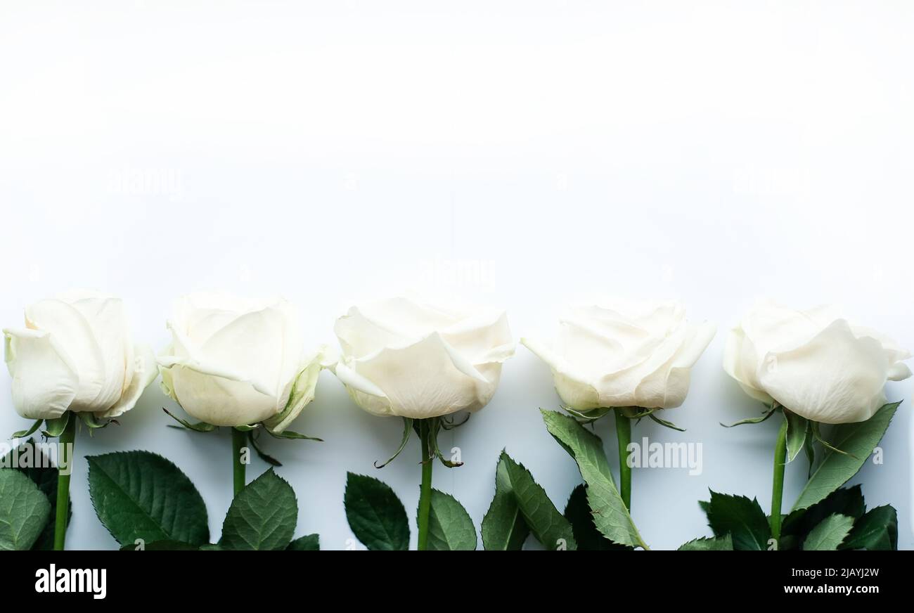 Blumenzusammensetzung. Rahmen aus weißen Blumen auf weißem Hintergrund. Valentinstag, Muttertag und Frauentag Konzept Stockfoto