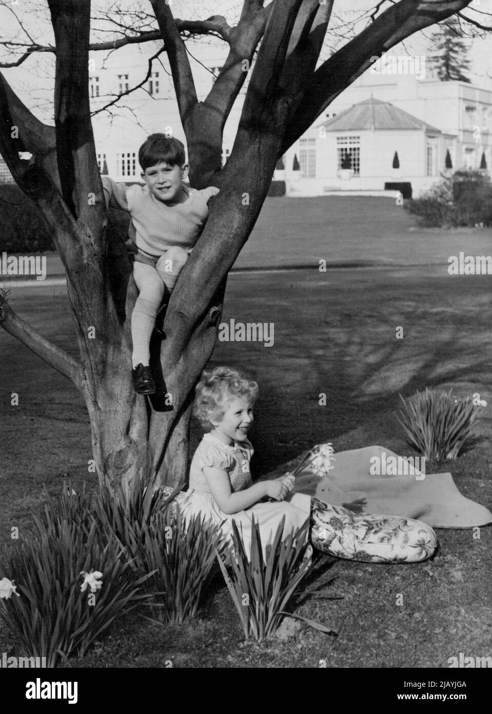 Auf dem Gelände in Windsor gibt es jede Menge Unterhaltung, einen Baum für Prinz Charles und Narzissen für Prinzessin Anne. 18. Oktober 1954. (Foto von Lisa). Stockfoto