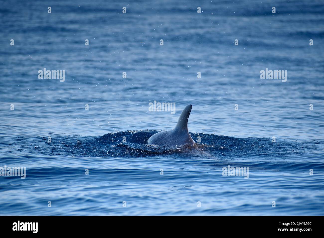 Wal- und Delfinbeobachtungstour auf Teneriffa - La Gomera, Kanarische Inseln, 2022 Stockfoto
