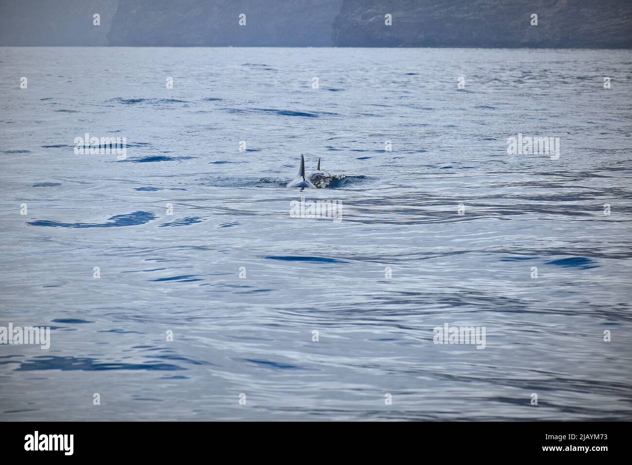 Wal- und Delfinbeobachtungstour auf Teneriffa - La Gomera, Kanarische Inseln, 2022 Stockfoto