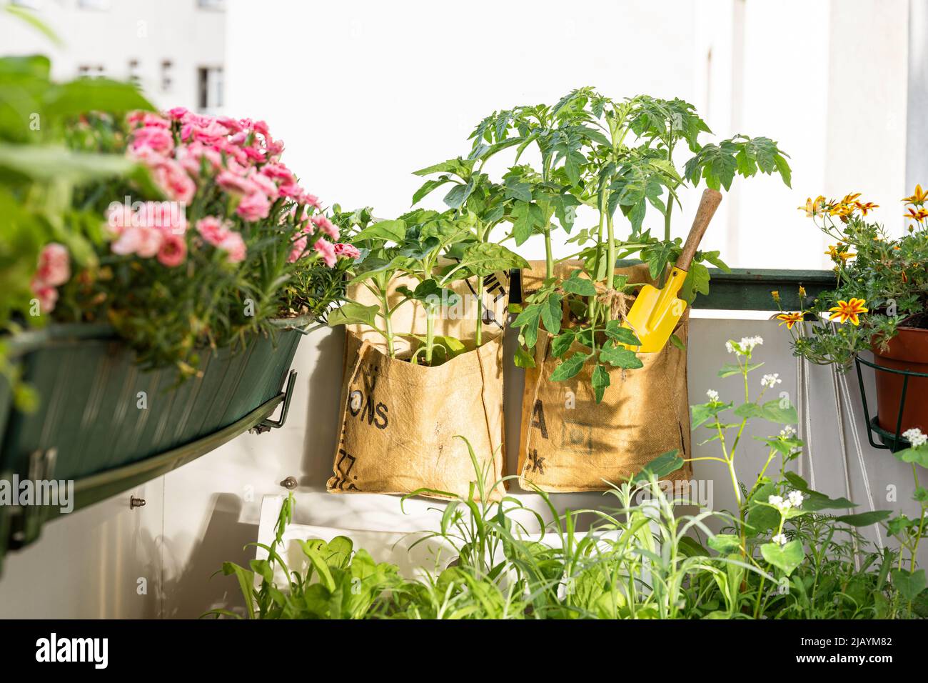 Recycelte Taschen für Tomatenblumen auf dem Balkon. Intelligenter Verbrauch von zeitlich begrenzten Produkten. Zero Waste und Nachhaltigkeitskonzept Stockfoto