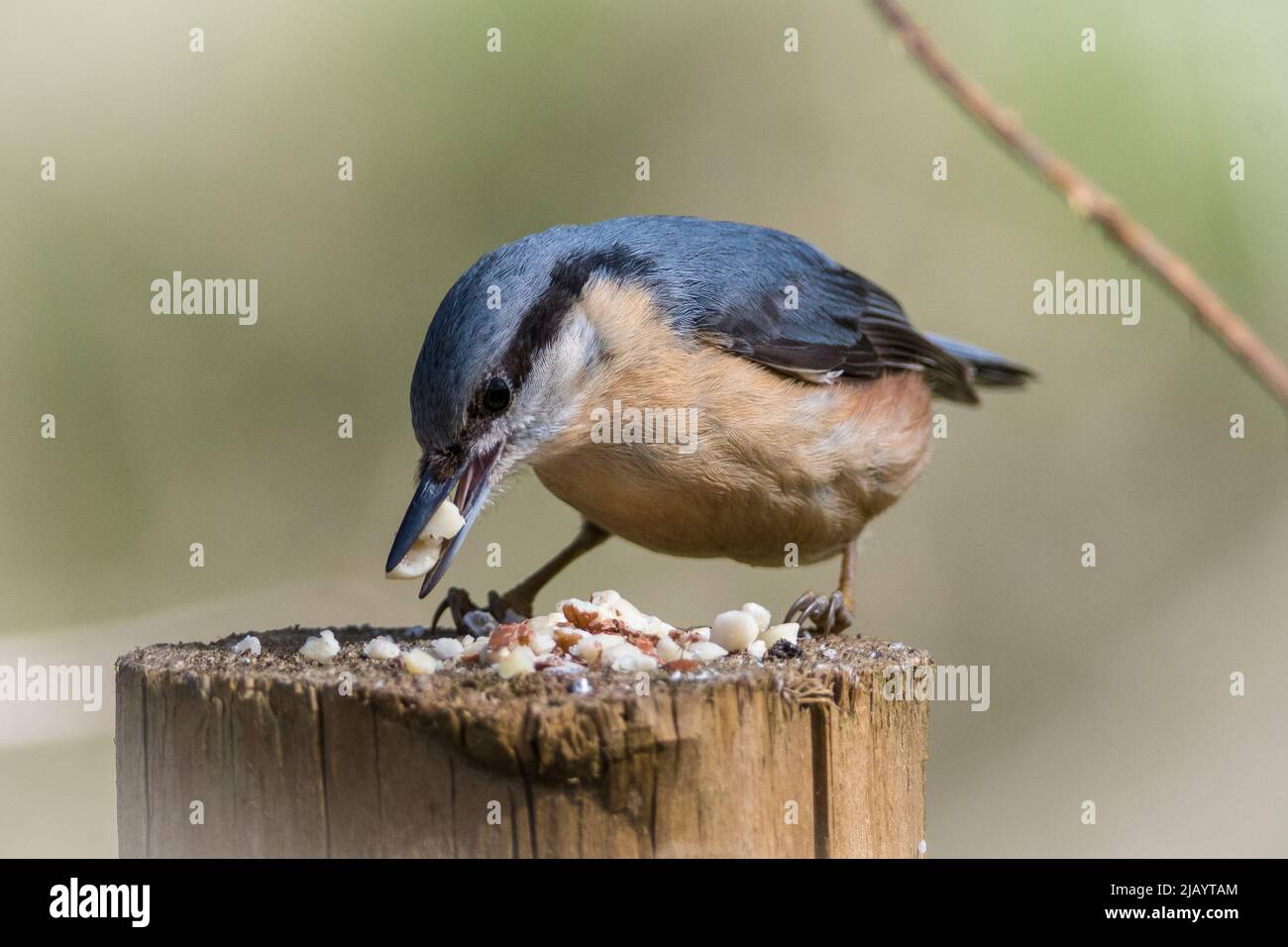 Ein eurasischer Nuthatch (Sitta europaea), der auf einem Zaunposten in der Nähe von weit entfernten Weiden, Rowlands Gill, Gateshead, Großbritannien, abgebildet ist Stockfoto