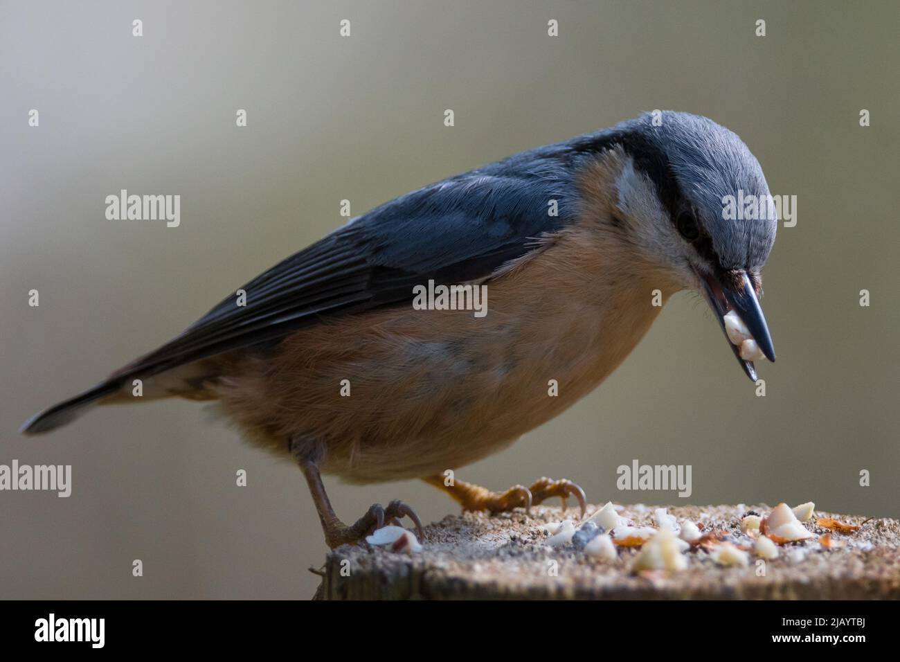 Ein eurasischer Nuthatch (Sitta europaea), der außerhalb des Beobachtungsversteckes von Weiden fütterte, Rowlands Gill, Gateshead, Großbritannien Stockfoto