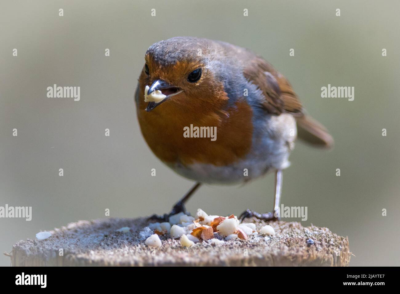 Ein europäisches Rotkehlchen (Erithacus rubecula), das Samen isst. Auf den Weiden in der Nähe von Gateshead, Großbritannien. Stockfoto