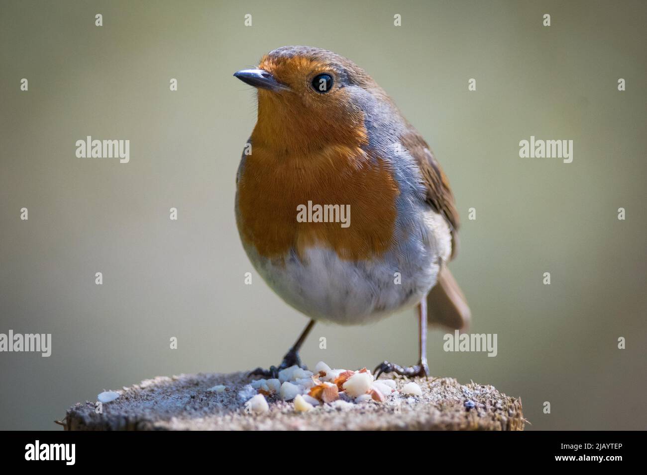 Ein europäisches Rotkehlchen (Erithacus rubecula), das Samen isst. Auf den Weiden in der Nähe von Gateshead, Großbritannien. Stockfoto