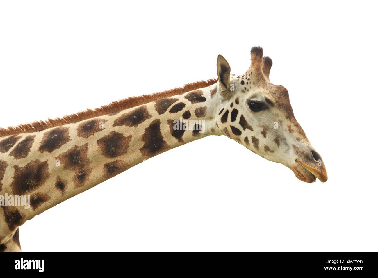 Nahaufnahme von Gesicht, Hals und Kopf der Giraffe isoliert auf weißem Hintergrund Stockfoto