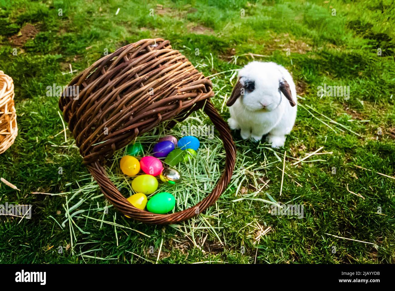 Der Osterhase mit einem Korb Eier Stockfoto