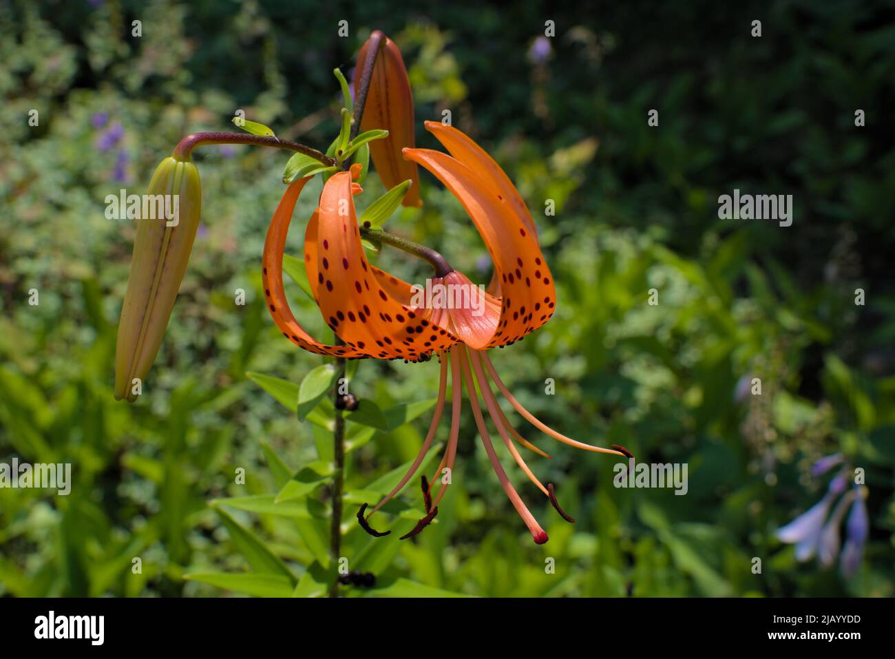 Wunderbares Beispiel einer Tiglüse (Lilium lancifolium) in einem Garten in Ottawa, Ontario, Kanada. Stockfoto