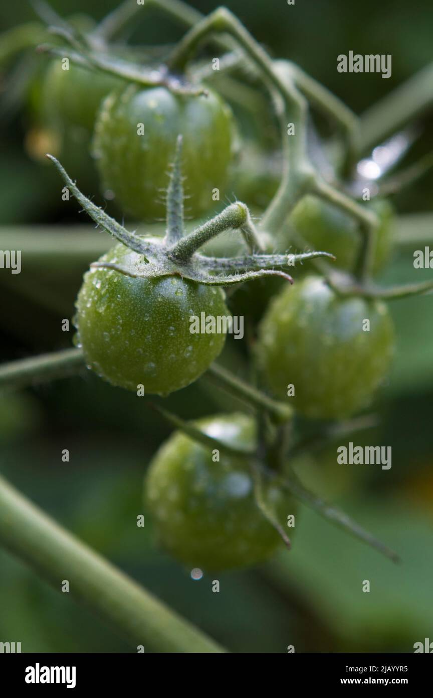 Nahaufnahme einer Gruppe unreifer grüner Sungold-Kirschtomaten in einem frühsommerlichen Nordwestgarten mit Wassertröpfchen aus einem kürzlichen Regen. Stockfoto