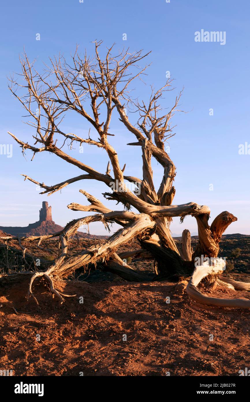 AZ00418-00..... ARIZONA - Twisted Tree and Sandstone butte im Monument Valley Navajo Tribal Park, Navajo Nation. Stockfoto