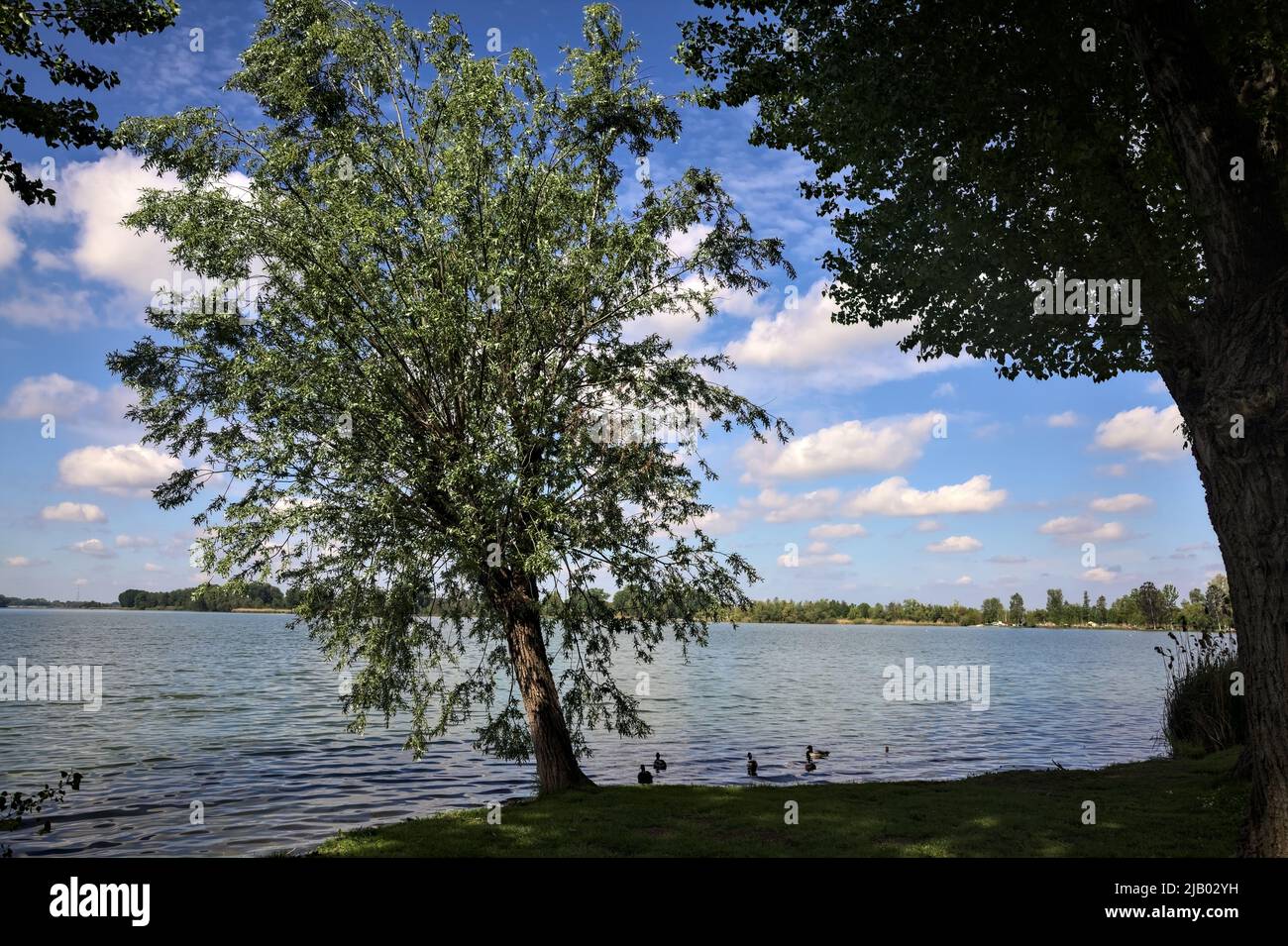 Seeufer mit einem gebogenen Baum an einem sonnigen Tag Stockfoto