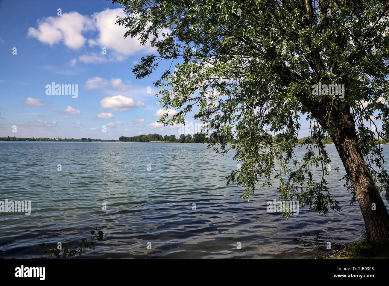 Seeufer mit einem gebogenen Baum an einem sonnigen Tag Stockfoto