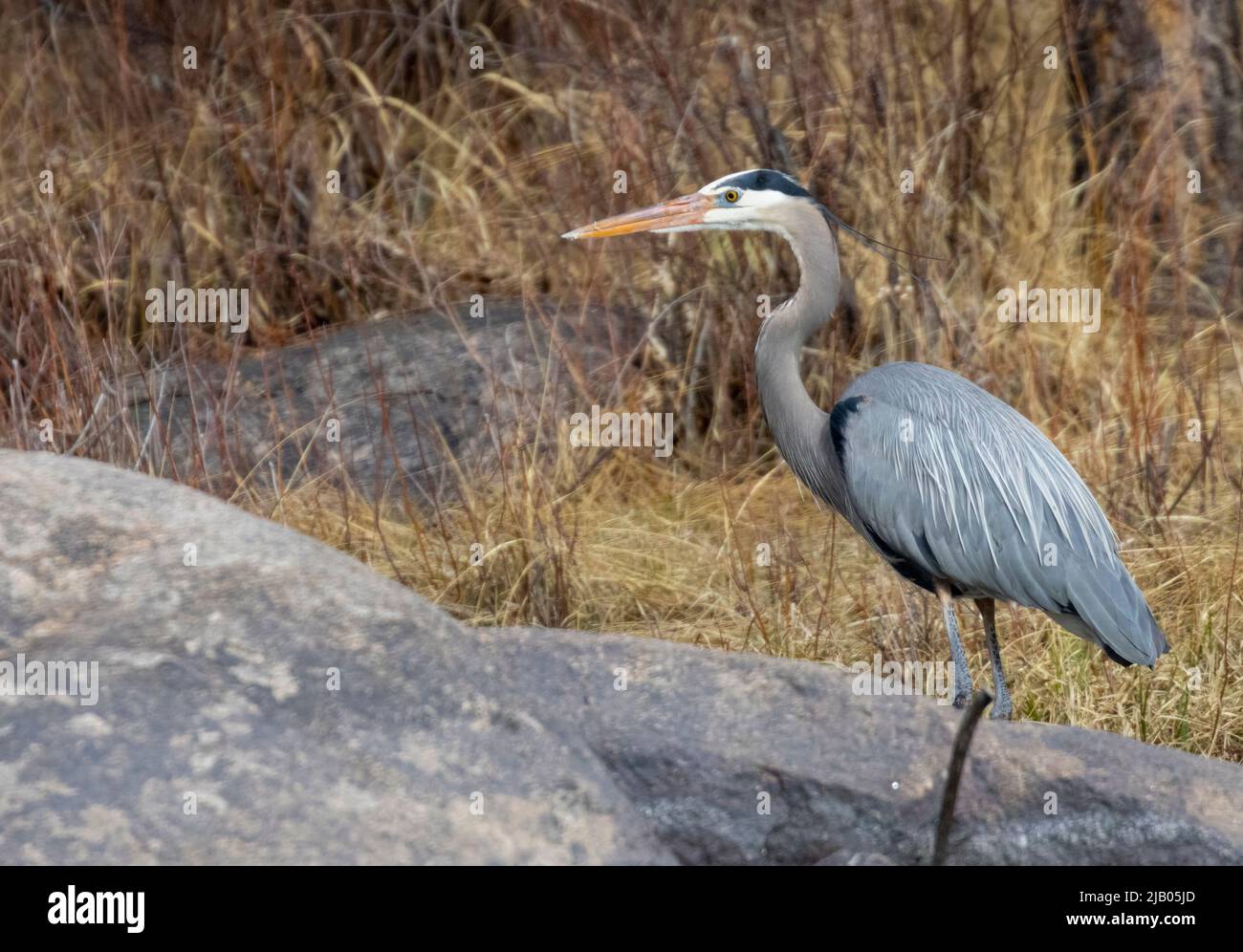 Großer Blaureiher im Frühling am South Platte River im Eleven Mile Canyon Stockfoto