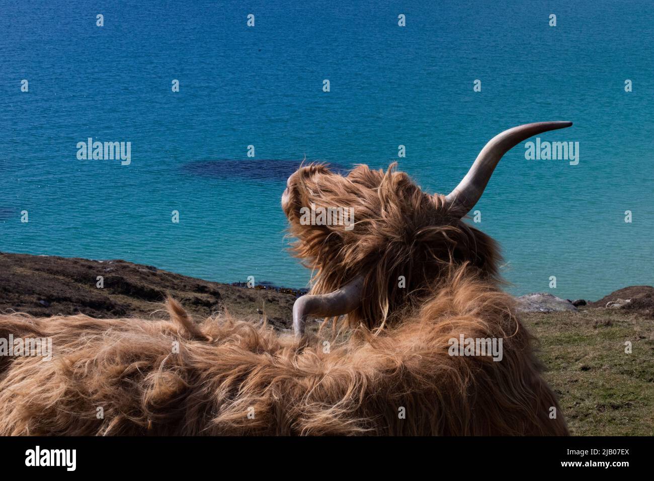 Highland Cow in den Äußeren Hebriden Stockfoto