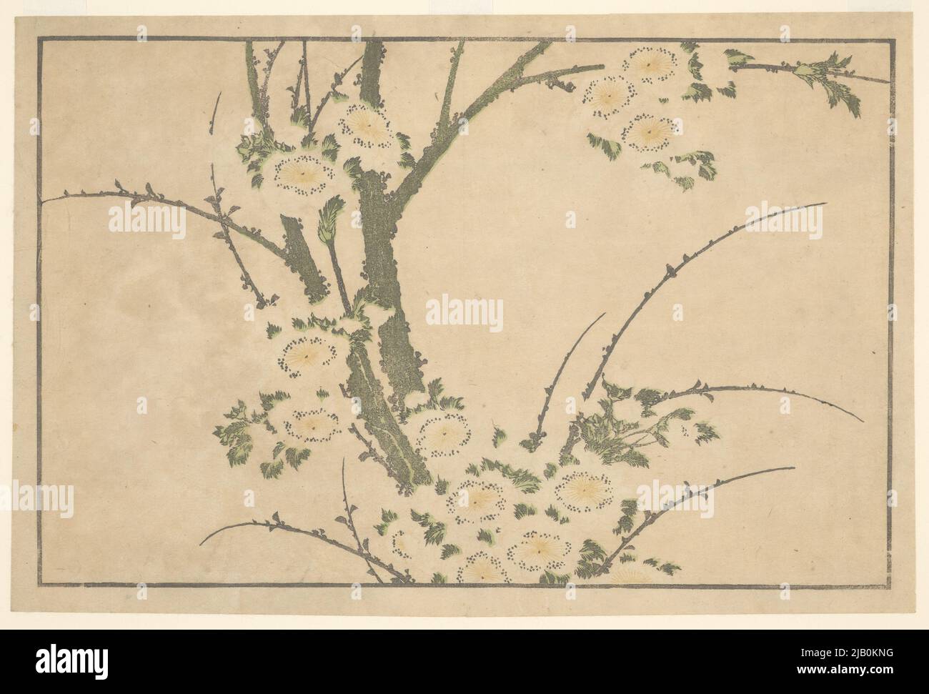 Ein Zweig weißer Blumen Tafel 7, das Album der aus der Natur eingefangenen Zeichnungen /Hokusai shshin Gau Katsushika, hokusai (1760 1849) Stockfoto