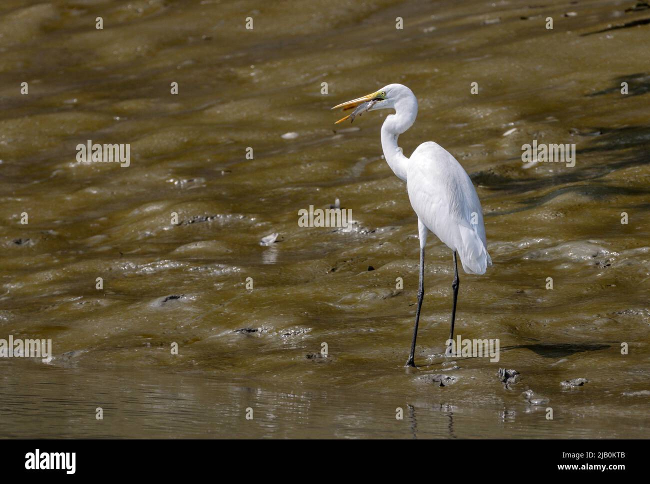 Reiher mittlerer Größe mit kleinen Fischen im Schnabel.Reiher mittlerer Größe, Reiher kleiner oder Gelbschnabelreiher ist ein mittelgroßer Reiher. Stockfoto