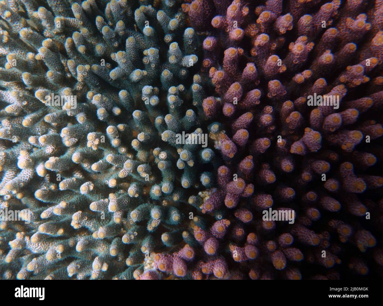 Chimera-Kolonie zweier verschiedener konspezifischer Acropora, Fitzroy Island, Great Barrier Reef, Queensland, Australien Stockfoto